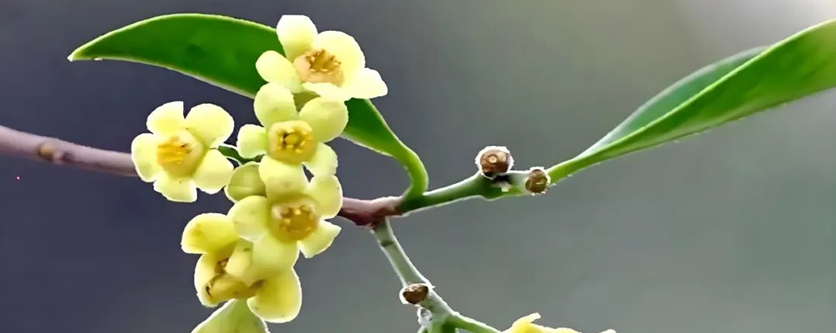 南方＋丨香自东莞来：这朵“花”，何以调解湾区事、融通两岸情？